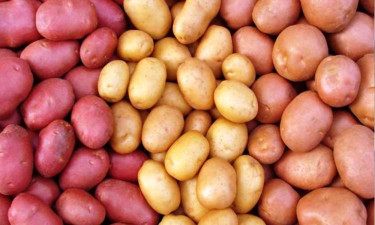 প্রতি কেজি আলু উৎপাদনে কৃষকের ক্ষতি ২০ টাকা