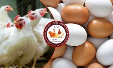 ৭ দাবি না মানলে আগামীকাল থেকে মুরগি ও ডিম উৎপাদন বন্ধ