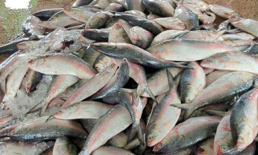 জাটকা ইলিশ শিকারে ৮ মাসের নিষেধাজ্ঞা শুরু