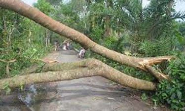বাগেরহাটে গাছচাপা পড়ে শ্রমিকের মৃত্যু
