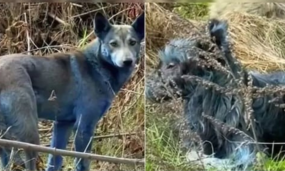 চেরনোবিলে দেখা দিল রহস্যময় নীল কুকুর