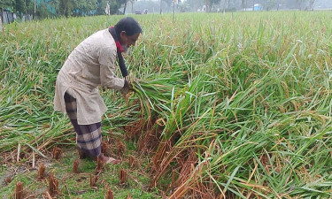 পীরগাছায় আগাম জাতের ধান কাটা ও মাড়াই শুরু