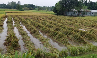 শেরপুরে ভারী বৃষ্টিতে আমন ধানসহ সবজিতে ব্যাপক ক্ষতির আশঙ্কা