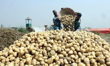 আলুর বাম্পার ফলনই কাল হল, লোকসানে কৃষক