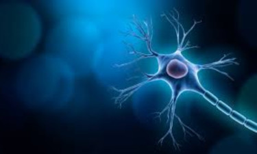 রক্ত পরীক্ষাতেই মিলবে মস্তিষ্কের রোগের আগাম বার্তা