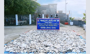 নারায়ণগঞ্জ-মুন্সিগঞ্জে সাড়ে ৩ হাজার কেজি জাটকা জব্দ