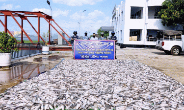 নারায়ণগঞ্জে কোস্ট গার্ডের অভিযানে ২ হাজার কেজি জাটকা জব্দ