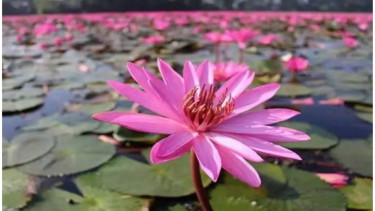 শাপলা তুলতে গিয়ে ৪ স্কুলশিক্ষার্থীর মৃত্যু