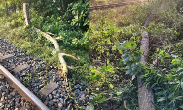 ফেনীতে রেললাইনে গাছ ফেলে নাশকতার চেষ্টা