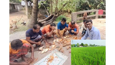 মেহগনি নির্যাস দিয়ে বিষমুক্ত ধান-সবজি ফলাচ্ছেন খুলনার কৃষকরা