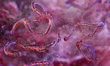 চোখ রাঙাচ্ছে নতুন প্রাণঘাতী ছোঁয়াচে ভাইরাস ‘মারবুর্গ’